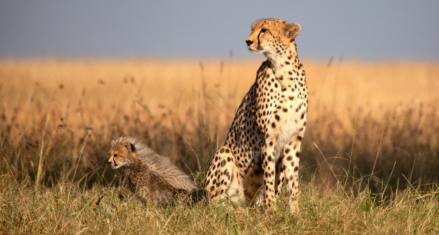 Cheetah-cub-mara