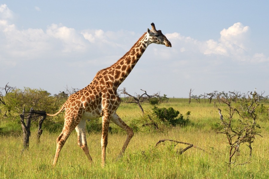 masai giraffe safari