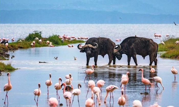 Lake-Nakuru-National-Park-2-2