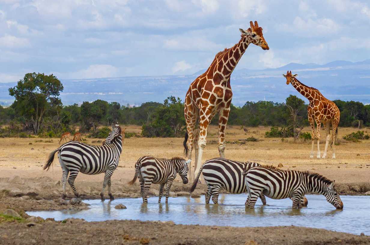 ol-pejeta-conservancy4